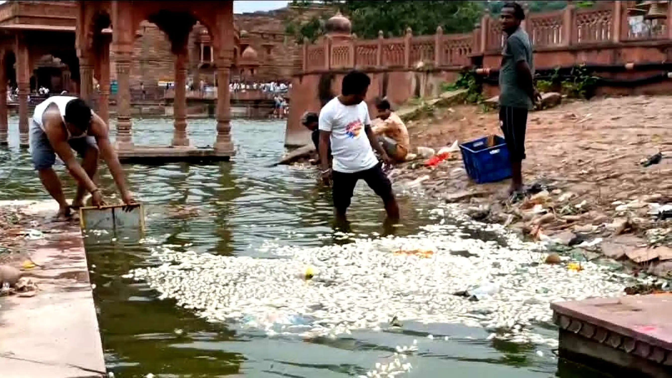 धौलपुर के मचकुंड सरोवर में हजाराें मछलियों की मौत