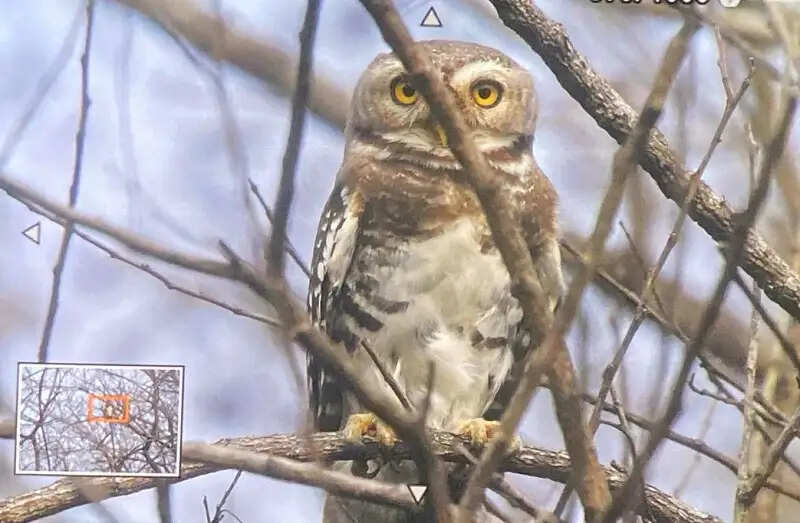 मप्र के कूनो राष्ट्रीय उद्यान में पहली बार दिखा दुर्लभ प्रजाति का फॉरेस्ट आउलेट