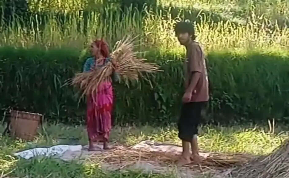 धान के खेतों में बची उम्मीद समेट रहे पहाड़ के किसान