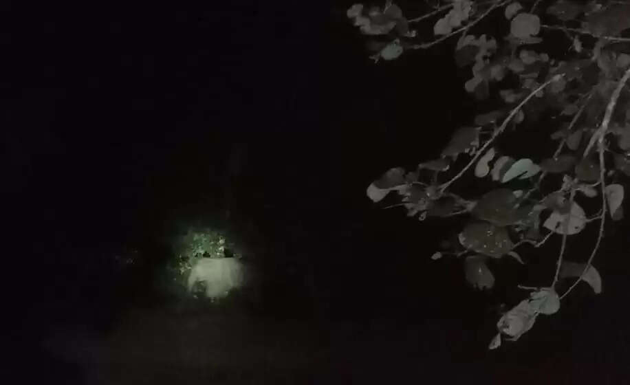 तेज़पुर में पालतू हाथी के हमले में व्यक्ति की मौत