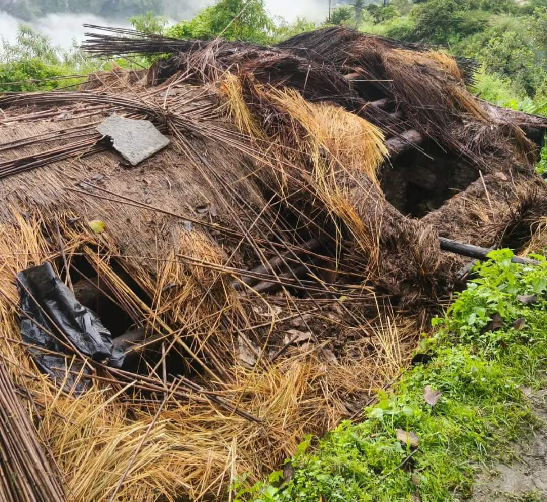 लांजी गांव मे नहीं थम रहा भालूओं का आतंक, फिर एक बैल को बनाया निवाला
