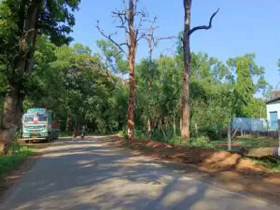 जगदलपुर : व्यस्ततम मार्ग पर दो बड़े-बड़े सूखे वृक्षों से दुर्घटना की संभावना