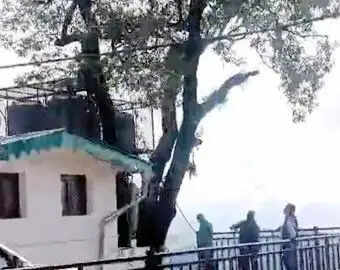 बांज के हरे पेड़ की शाखाएं काटने पर विवाद, वन विभाग ने अनुमति के बाद छंटाई का किया दावा