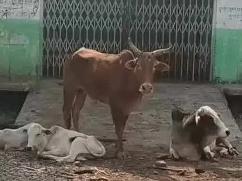 कोरबा में चारा-पानी के अभाव में दाे गायों की मौत, 17 दिनों से बाउंड्री में बंद थे मवेशी