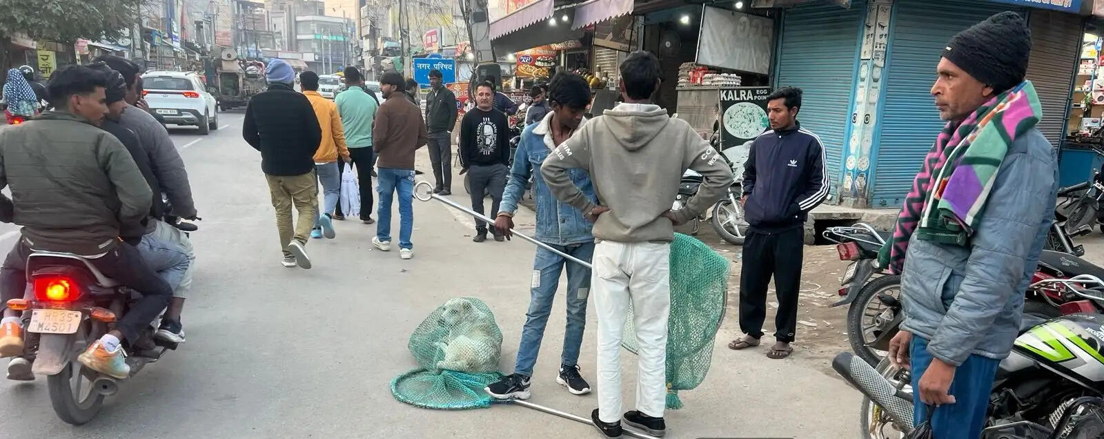 नारनौल : 750 से अधिक कुत्तों को पकड़कर शेल्टर होम भेजा