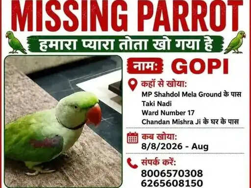 शहडोल: अनोखा और भावुक कर देने वाला मामला, तोता का पता बताने वाले को 21 हजार का इनाम
