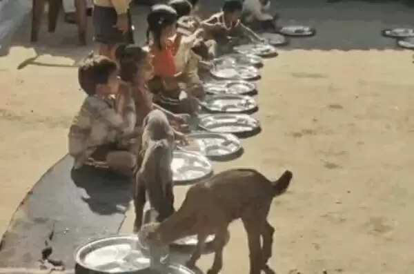कटनी : बच्चों के साथ बकरियां खा रहीं मध्यान्ह भोजन! कलेक्‍टर ने दिए जांच के निर्देश
