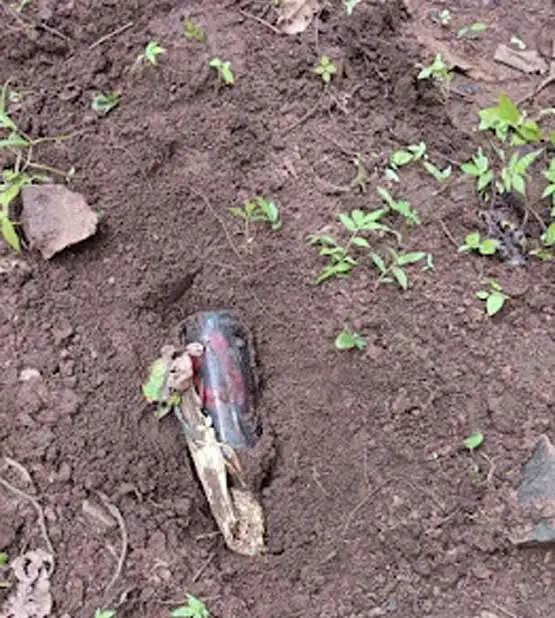 सुरक्षा बलों ने बरामद किया प्रेशर बियर बॉटल आईईडी
