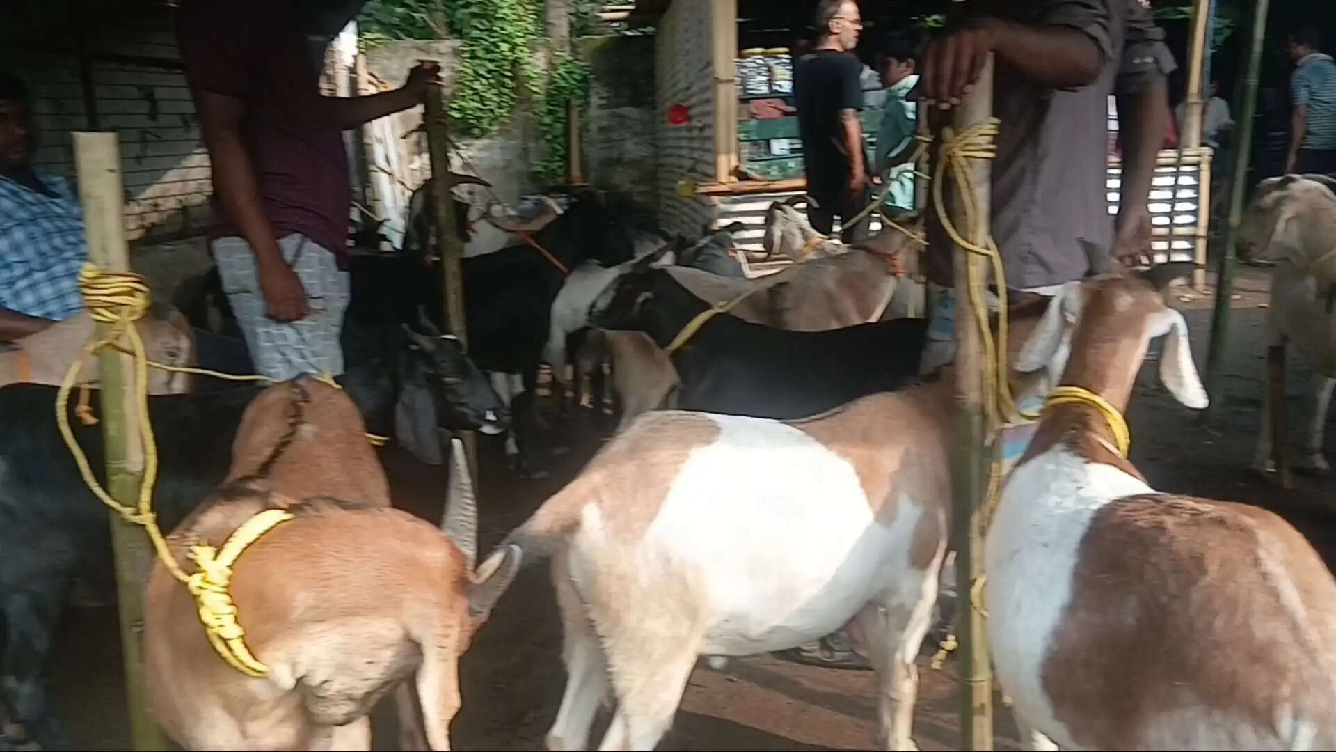 असम के बकरी बाजारों में दिखा मूल्य वृद्धि का असर