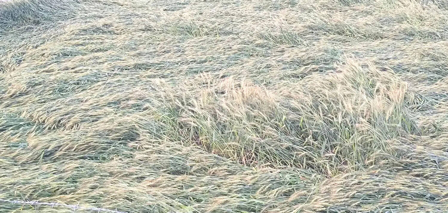 आंधी-तूफान और बारिश से गेहूं-सरसों की फसल को भारी नुकसान, किसानों की बढ़ी चिंता