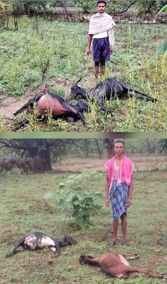 बीजापुर में आकाशीय बिजली गिरने से नाै बकरियों की मौत