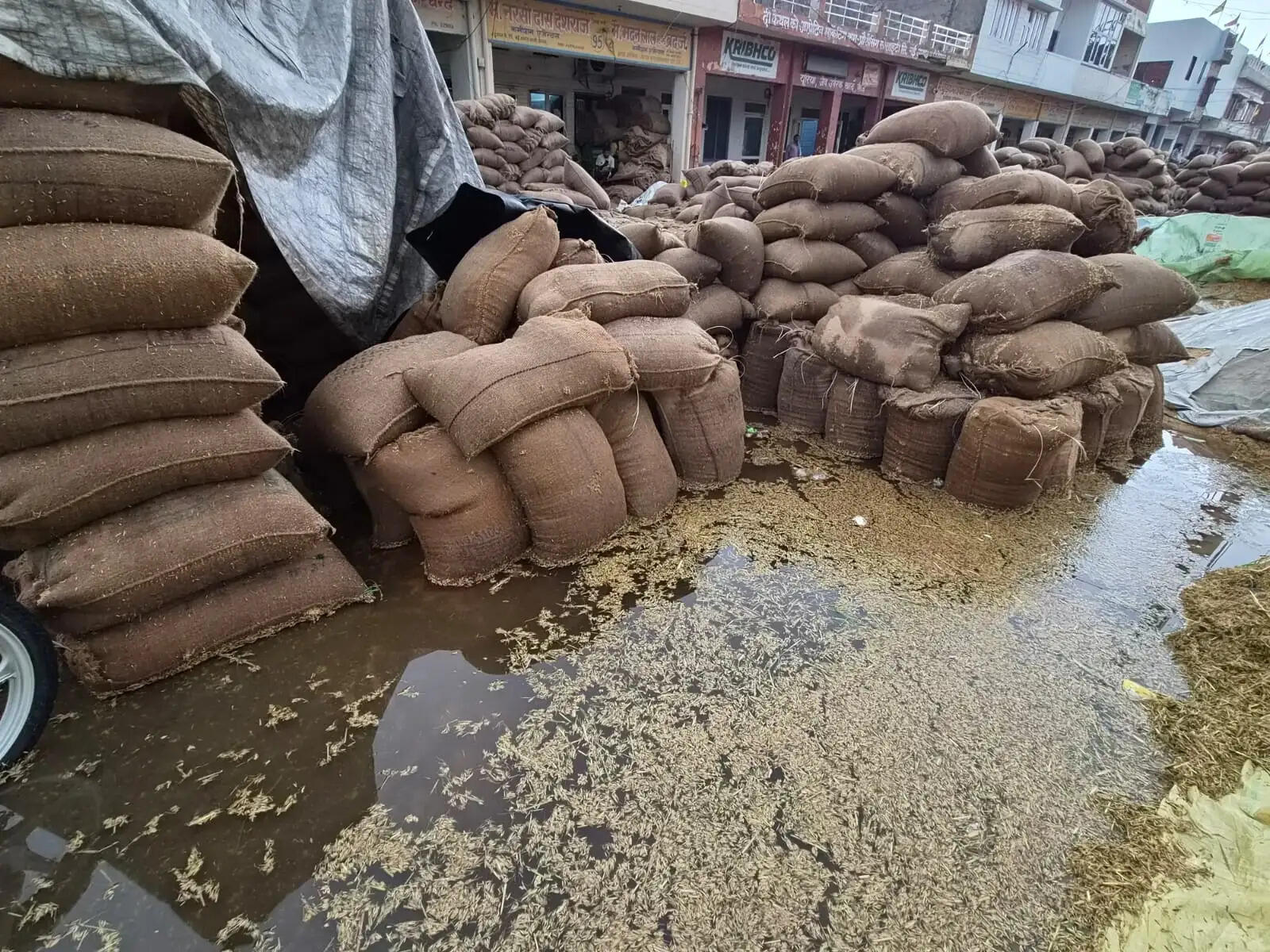 कैथल: बारिश ने बिगाड़ी किसानों की मेहनत, डेढ़ लाख मीट्रिक टन धान भीगा