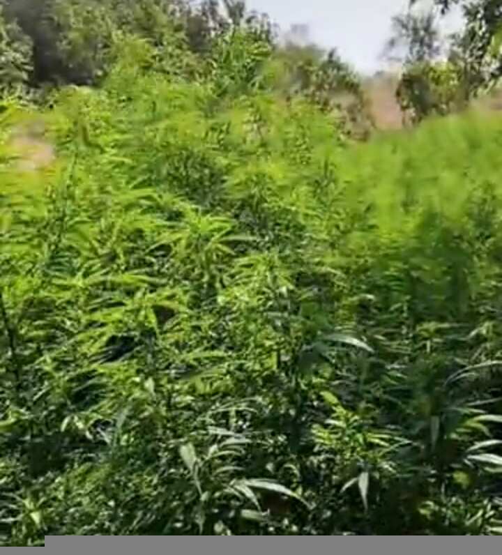 धारः कपास की फसल के बीच लहलहा रहे 4.43 करोड़ रुपये कीमत के गांजे के 3,345 पौधे जब्त