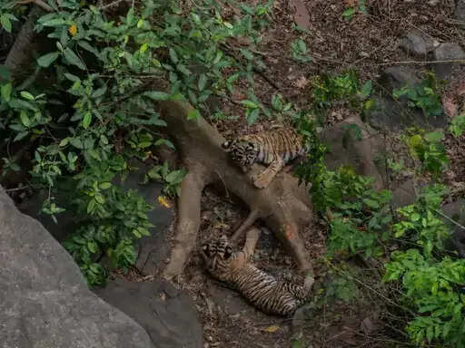 पन्नाः बाघिन पी-652 ने दो शावकों को दिया जन्म, टाइगर रिजर्व हुआ गुलजार