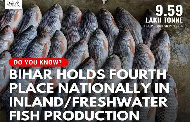 39 हजार टन मछलियों का निर्यात, राष्ट्रीय और अंतर्राष्ट्रीय बाजार में बढ़ी बिहार के मछलियों की मांग