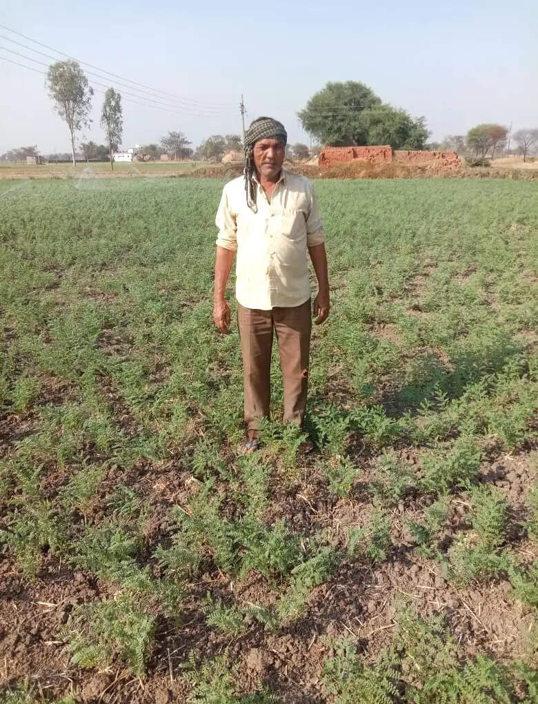 फसल विविधीकरण से बदलेगी खेती की तस्वीर, किसानों को मिलेगा 15 हजार रुपये प्रति एकड़ प्रोत्साहन राशि