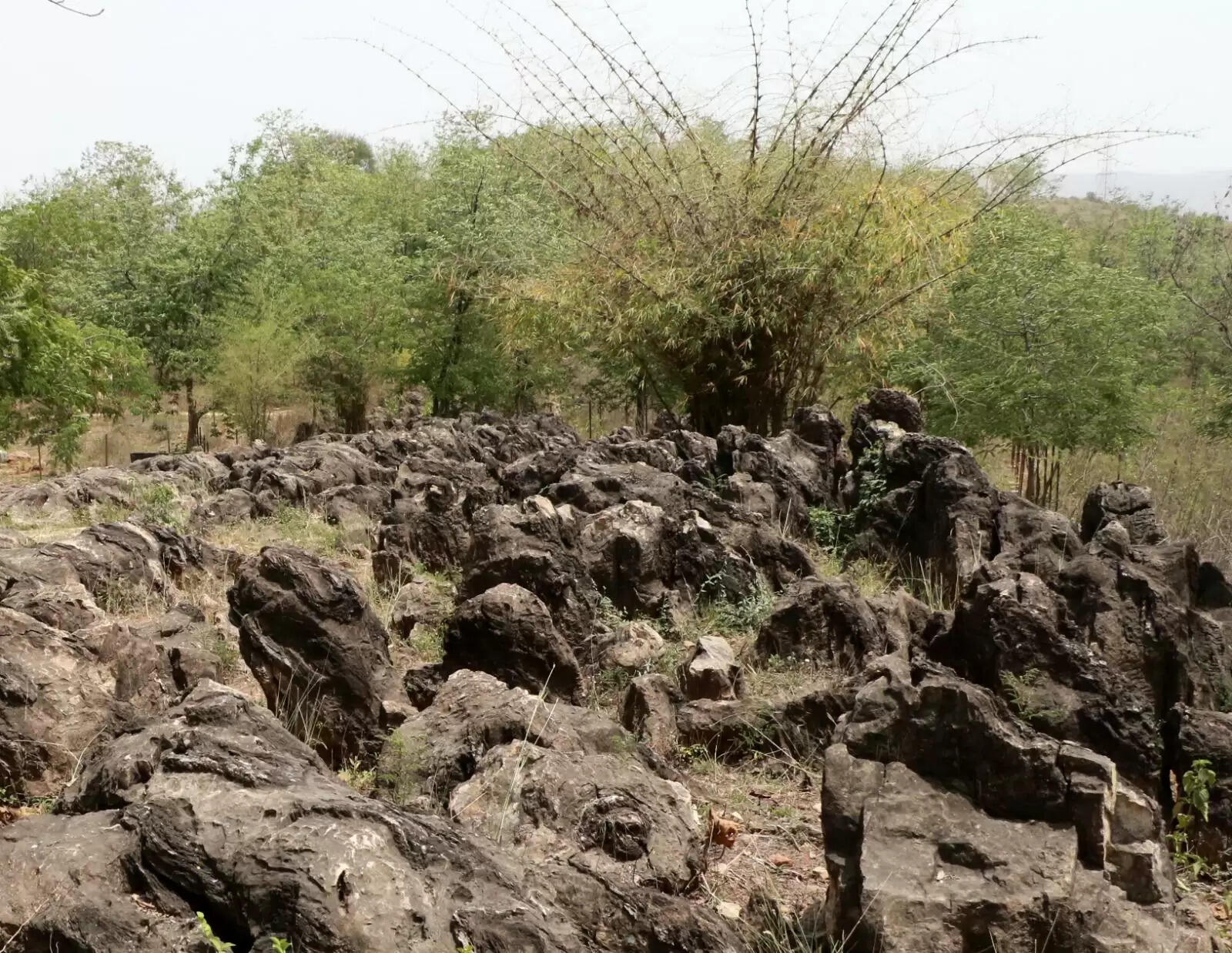 दुनिया का सबसे प्राचीन सोनभद्र का जीवाश्म पार्क यूनेस्को की धरोहर में शामिल