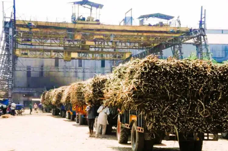 पिछले साल की अपेक्षा अभी तक 10 लाख क्विंटल चीनी का उत्पादन अधिक