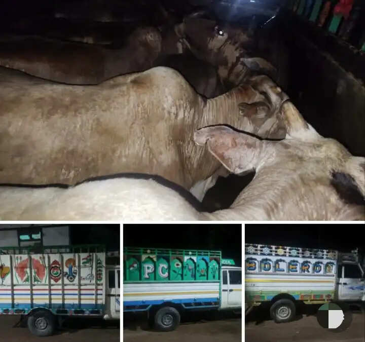 असम में गो-तस्करी के खिलाफ अभियान तेज, 22 वाहन जब्त, 298 गो-धन बरामद