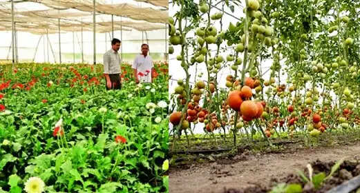 मप्र में खेती को मिलेगा नया आयाम, उद्यानिकी के विस्तार से किसान होंगे समृद्ध