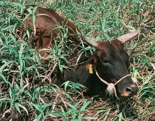 हसदेव नदी के दलदल में फंसी गौमाता का सफल रेस्क्यू, प्रयास सेवा संस्थान की टीम ने बचाई जान