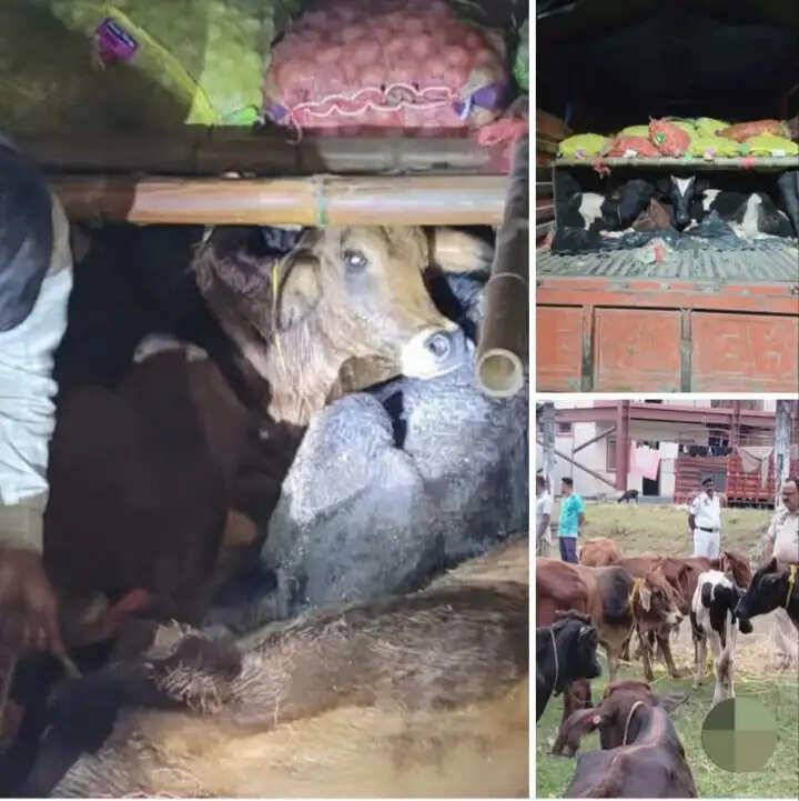गो-तस्करी की कोशिश नाकाम, 23 मवेशी जब्त, चार गिरफ्तार