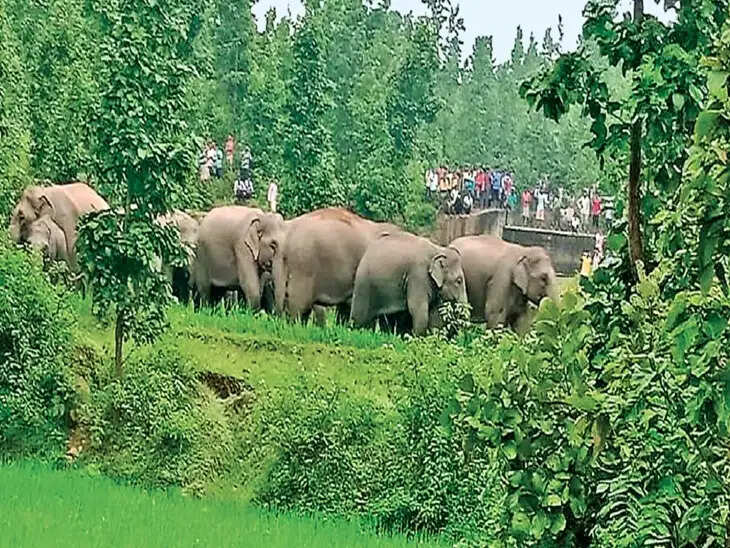 छत्तीसगढ़ में वन्यजीव संरक्षण के लिए शुरू होगा विशेष प्रशिक्षण