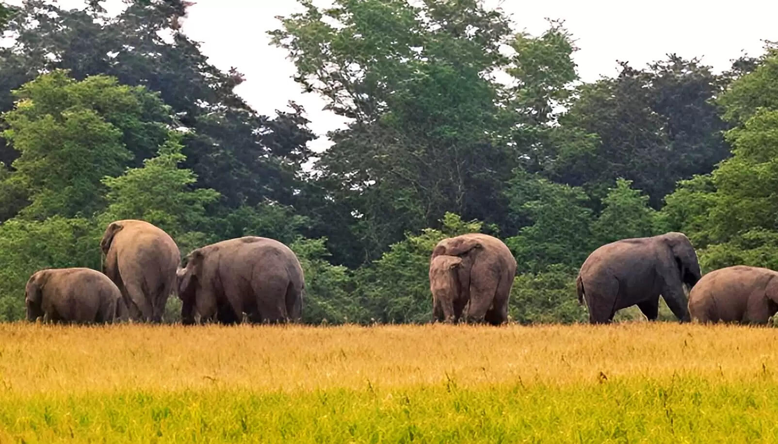 कुलबनी क्षेत्र में 20 हाथियों का अनियंत्रित झुंड, गन्ने की फसलों को भारी नुकसान