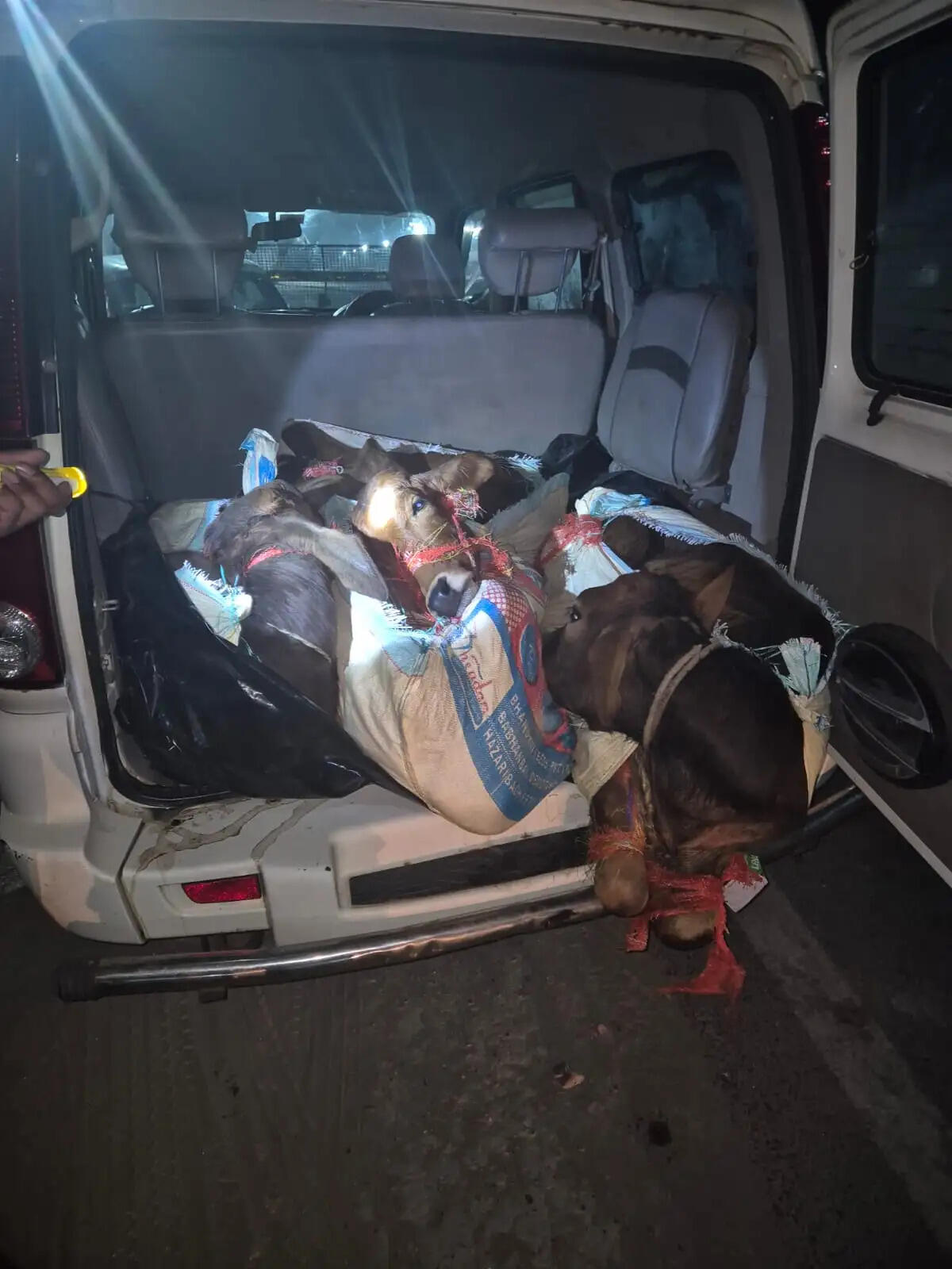 स्कॉर्पियो से मवेशी बरामद, तीन गिरफ्तार