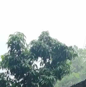 उत्तराखंड में मानसून की दस्तक, देहरादून समेत कई जिलों में झमाझम बारिश