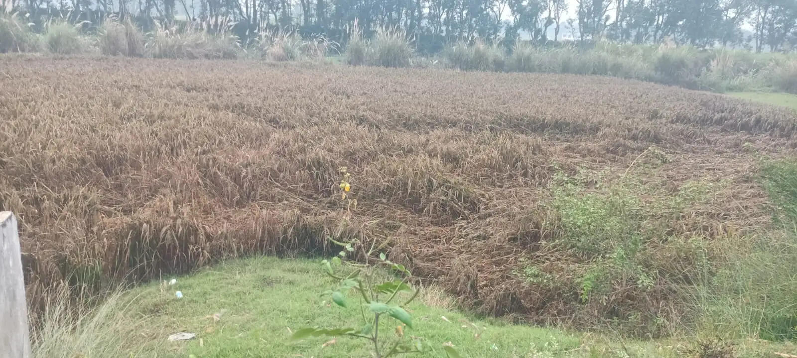 मुसलाधार बारिश से धान फसलों को भारी नुकसान