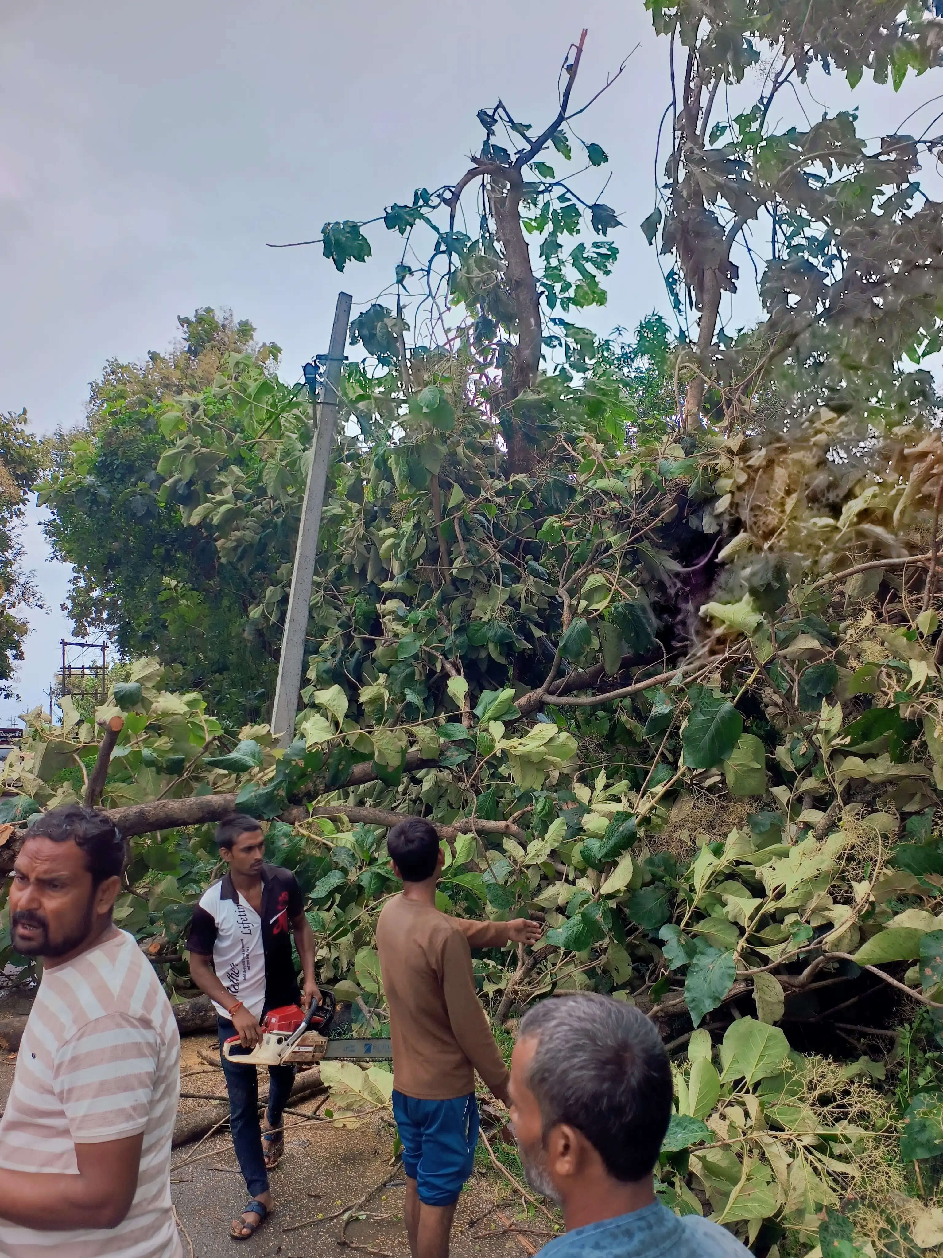 बलरामपुर : तीन दिन से लगातार बारिश, जनजीवन अस्त-व्यस्त , दर्जनों स्थानों पर गिरे पेड़ व विद्युत पोल