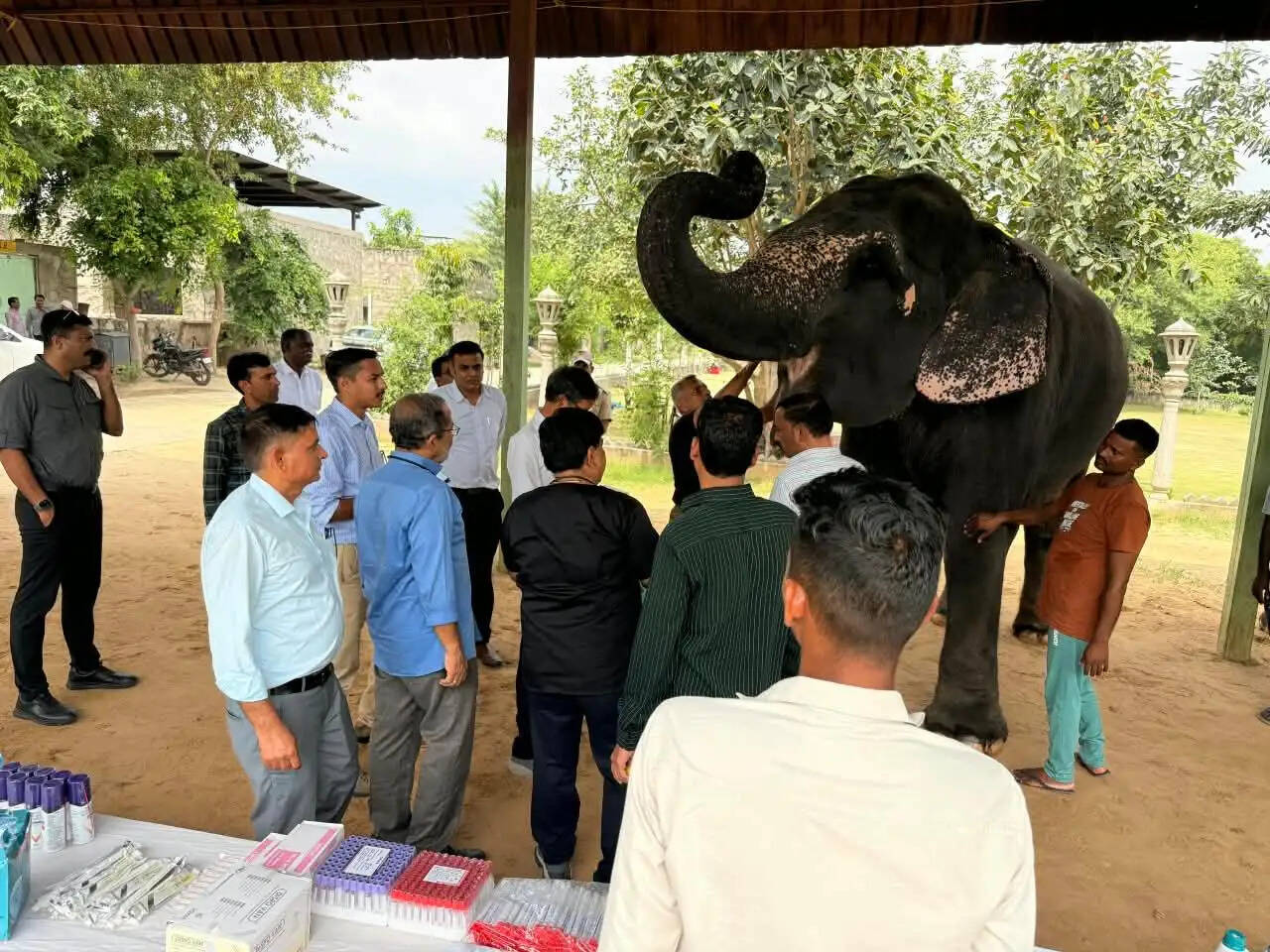गणेश चतुर्थी पर लगा हाथी गांव में हाथियों के लिए विशेष चिकित्सा शिविर