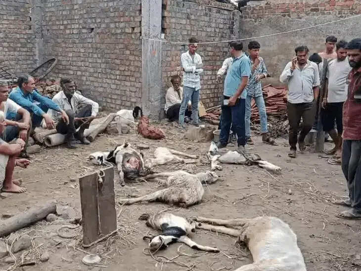 मंदसौर में बाड़े में घुसा जंगली जानवर, छह बकरियों की मौत; चार घायल