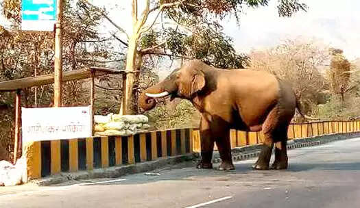 कुंभ 2027 से पहले हरिद्वार में ‘हाथी सुरक्षा कवच’