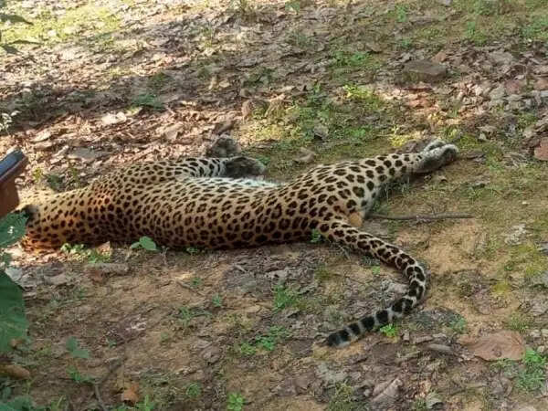 कटनी: करंट की चपेट में आने से तेंदुए की मौत, जांच जारी