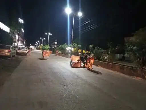 अनूपपुर: मवेशियों से सड़क दुघर्टना: ढाई वर्ष 24 हादसों में 10 मौत