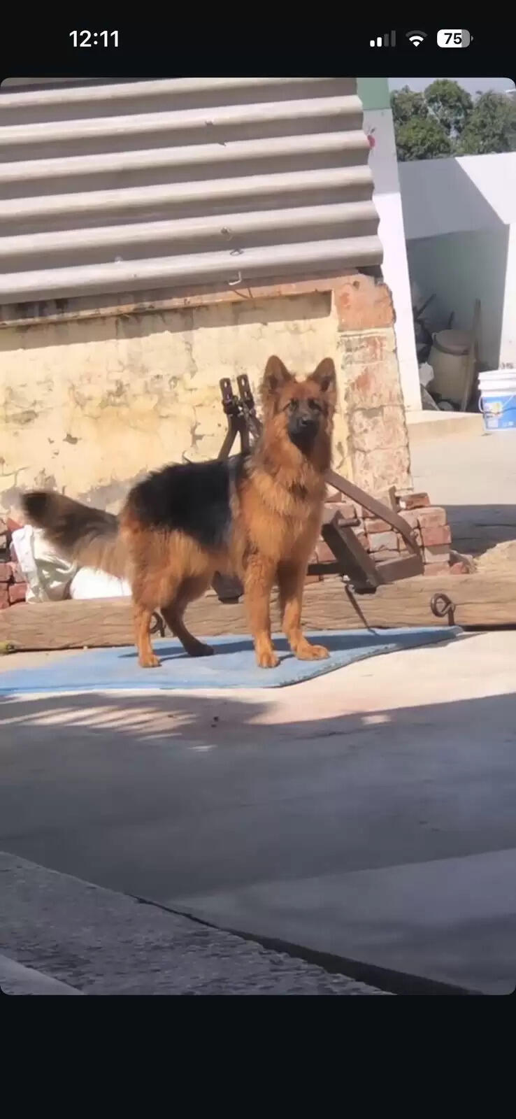 50 हजार के जर्मन शेफर्ड कुत्ते को तेंदुए ने बनाया शिकार, वन विभाग से गुहार