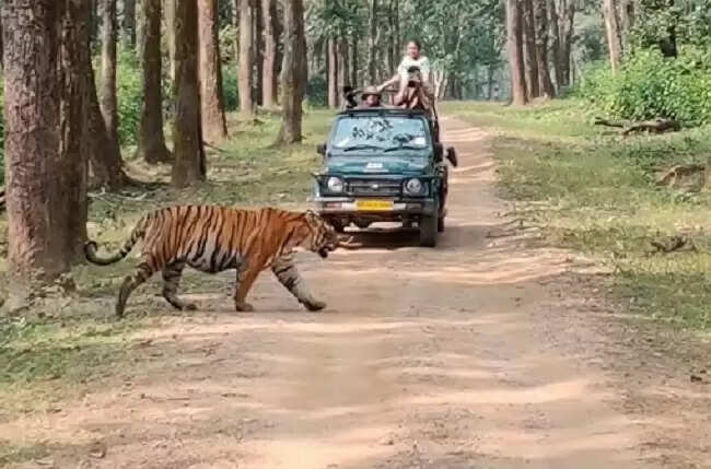 मप्र के कान्हा टाइगर रिजर्व की ऊंची उड़ान, बाघों का सर्वश्रेष्ठ आवास क्षेत्र घोषित