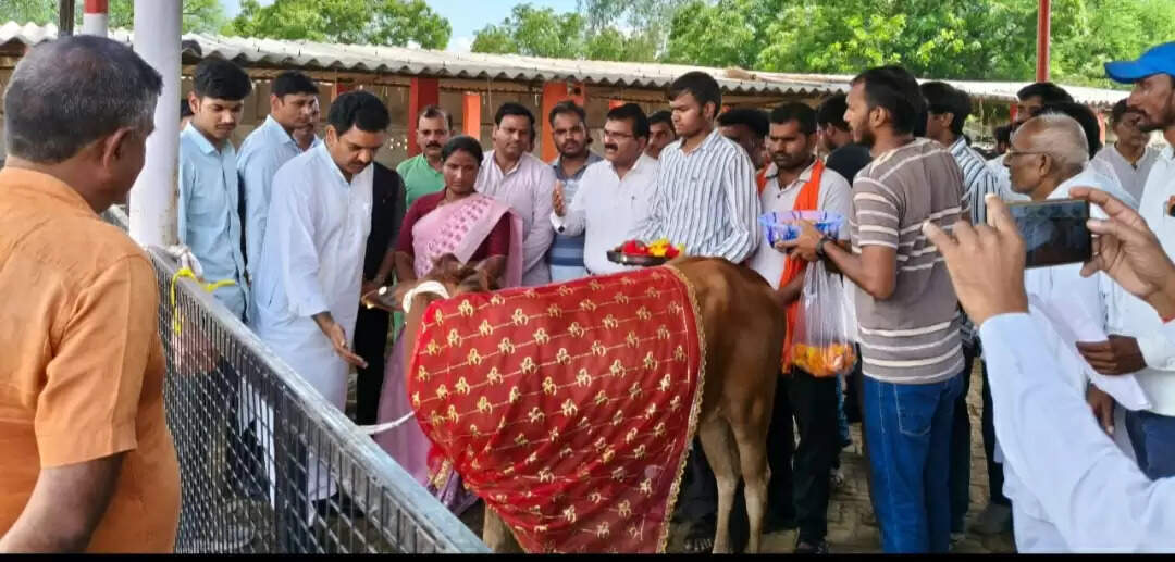 कन्नौज : मंत्री असीम अरुण ने अनौगी गोवंश आश्रय स्थल जाकर गायों को खिलाया गुड़ चना