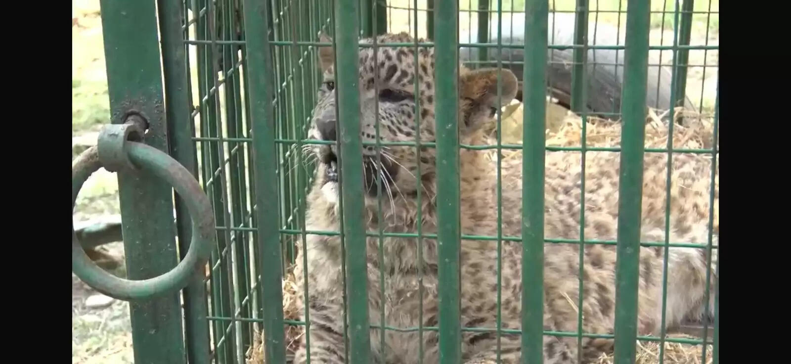 रेस्क्यू सेंटर में मौजूद गुलदारों का मंगलवार को रहता है उपवास