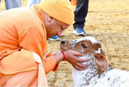 योगी सरकार में बढ़ा 40 फीसदी दुग्ध उत्पादन, कई राज्याें काे छाेड़ा पीछे