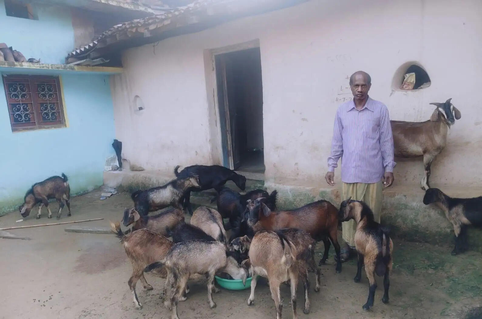13 बकरियों से शुरू हुआ सफर, अब 1.80 लाख की सालाना आय का मजबूत सहारा बना बकरी पालन