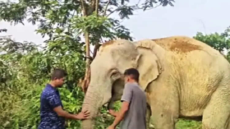 लखीपथार में अवैध शिकारियों ने काटे जिंदा पालतू हाथी के दोनों दांत