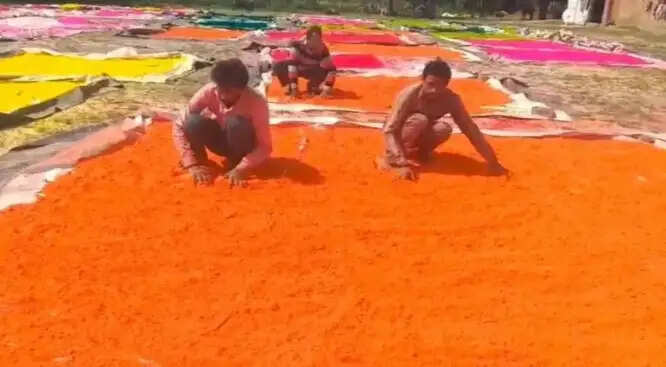 संभल में तैयार हर्बल गुलाल चेहरे के लिए सुरक्षित और पर्यावरण मित्र होली की बेहतर पहल