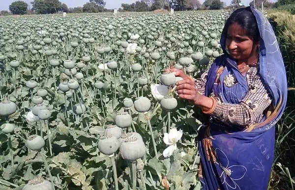 अफीम नीति 2026-27 घोषित, 10 हजार से अधिक नए किसान खेती से जुड़ेंगे