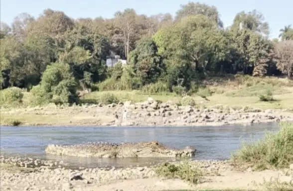 जबलपुरः नर्मदा तट गौरीघाट में मिला मृत मगरमच्छ