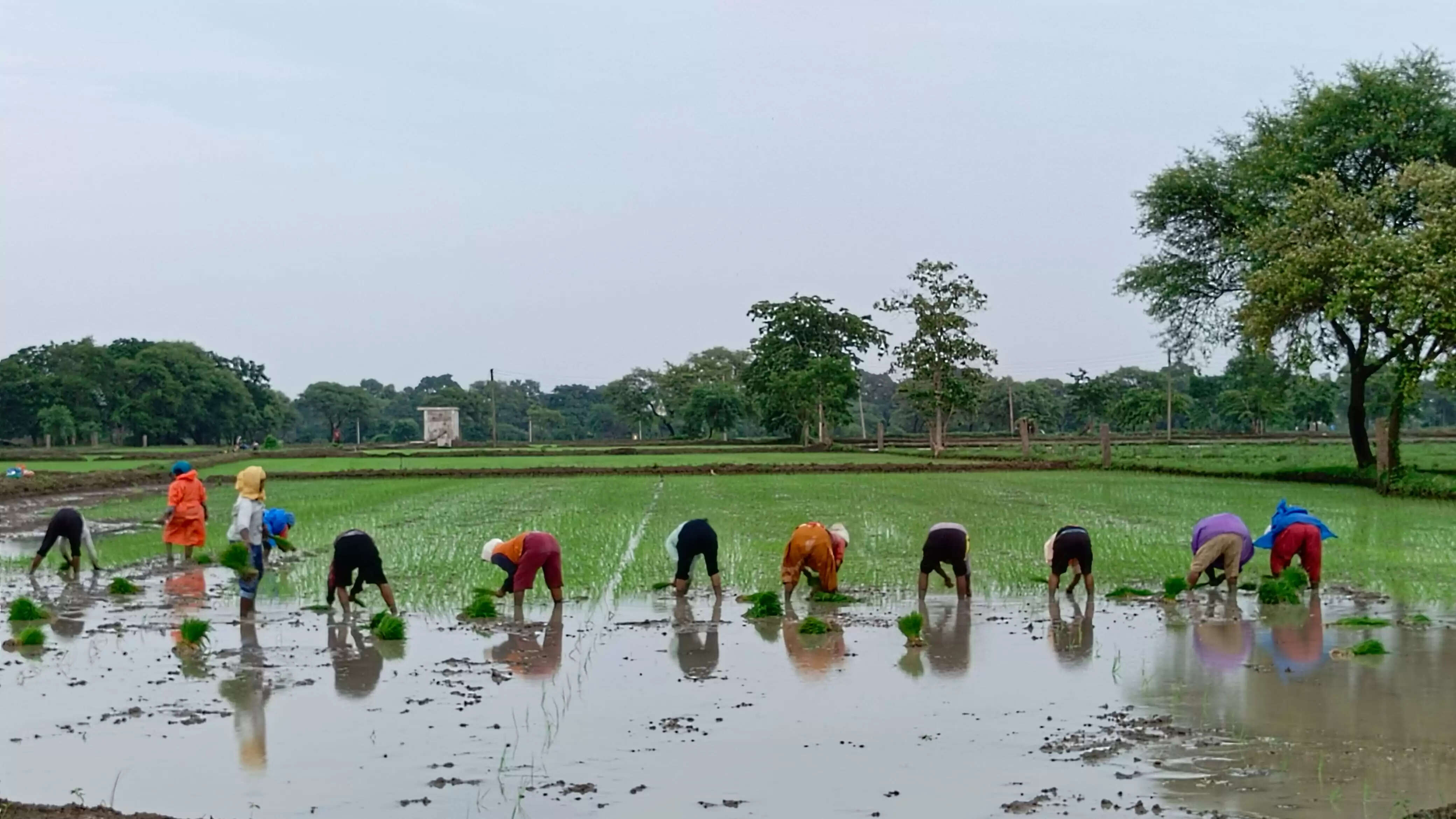 तेज वर्षा से मिली लोगों को राहत, किसानी में आई तेजी