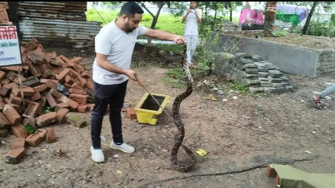कटघोरा वन मण्डल के बांकी मोगरा में 9 फीट लंबे अजगर का रेस्क्यू, सुरक्षित जंगल में छोड़ा गया