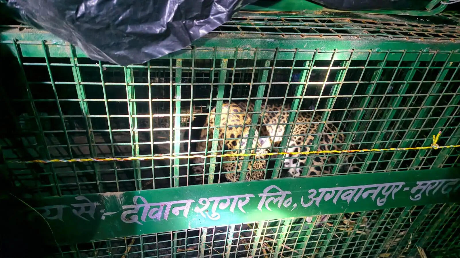 मुरादाबाद में तेंदुआ पिंजरे में कैद, अब तक 25 पकड़े जा चुके